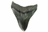 Bargain, Fossil Megalodon Tooth - South Carolina #124694-2